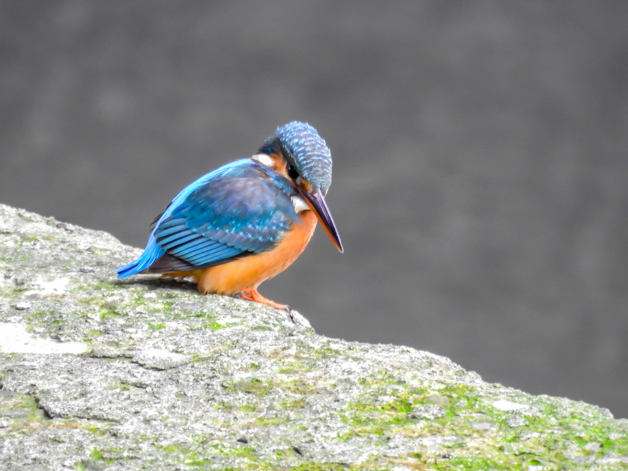  溪流中的藍寶石-翠鳥現在也成為湳仔溝常駐鳥類